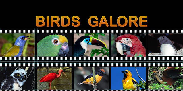 Birds Galore (2022)