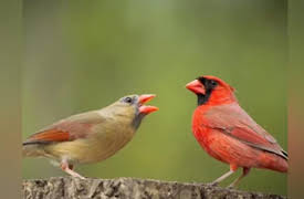 Wild Photo Adventures: Photographing Songbirds