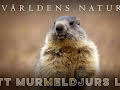 Världens natur: Ett murmeldjurs liv
