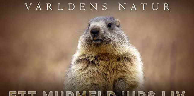 20:00: Världens natur: Ett murmeldjurs liv | SVT2 | 12/3 2025