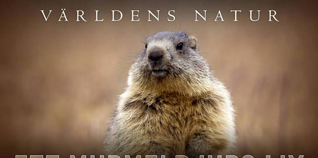 Världens natur: Ett murmeldjurs liv