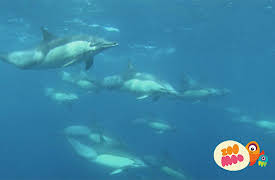 Lost!: South Africa Sardine Ball