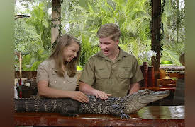 Wild Times: Kangaroos and Alligators!