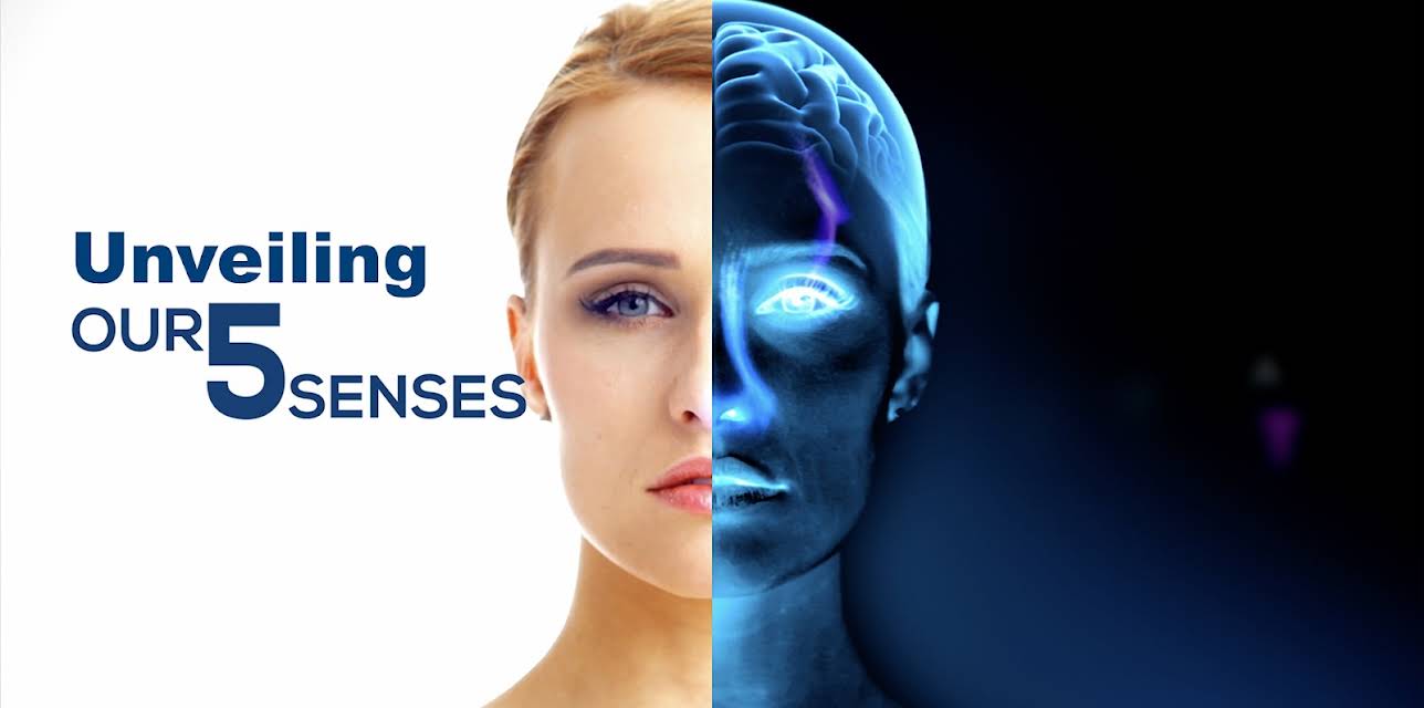 Unveiling our 5 Senses