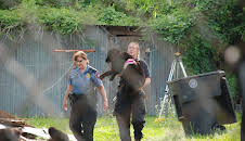 Animal Cops Houston (S17 E7)