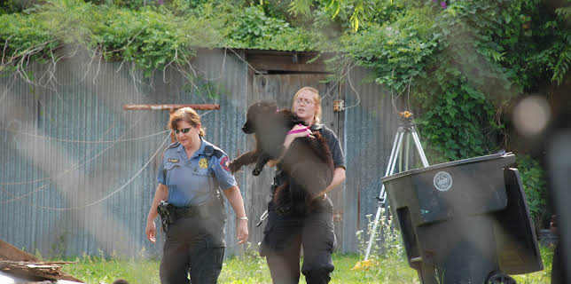 06:00: Animal Cops Houston (S17 E7) (S17) | Animal Planet | 11/16 2025