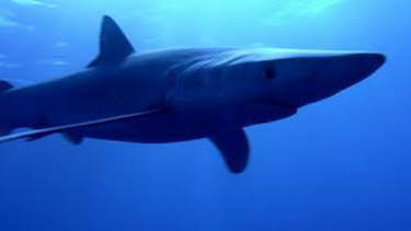 6:00 PM: Blue Planet (S1 E6) (S1) | Yesterday | 1/4 2026