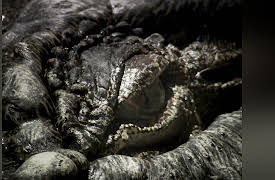 Monster Favorites: Lair of the Killer Crocs