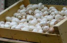 French delicatessen: White mushrooms