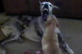 Funniest Pets and People: Season 1: Episode 209