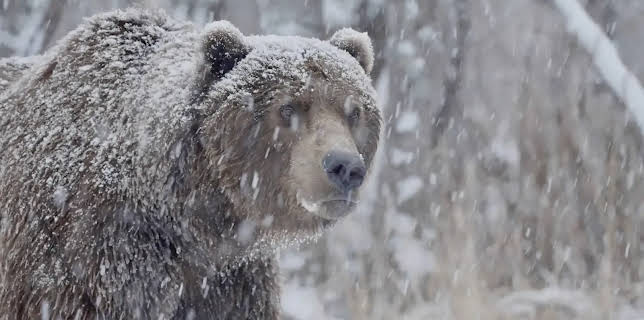 21:00: Expeditionen ins Tierreich | Radio Bremen | 1/28 2026