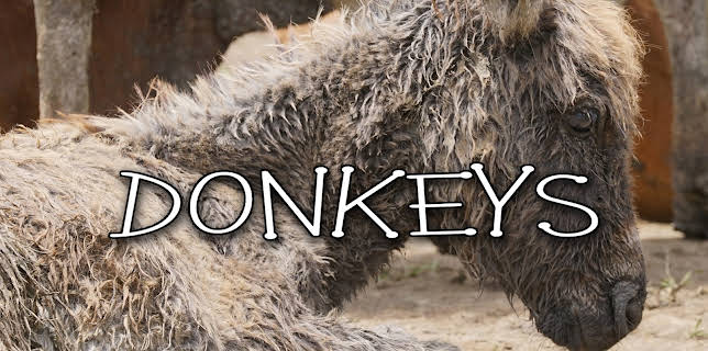 Donkeys (2024)