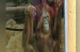 Monkey Life: Monkey Life   3