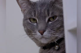 Cat vs. Dog Season 1: My Daughter's Cat Is A Bully!