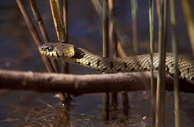 Living River: From the Border to the Foothills