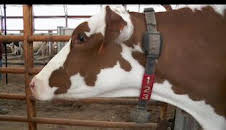 El increíble doctor Pol: Una semana emocionante