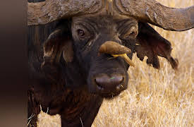 Kenya Wildlife Diaries: Vanishing Wilderness