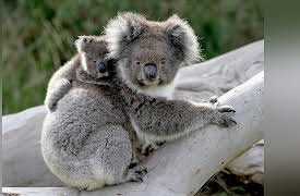 Wild Australia: Koala Forrest