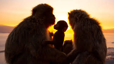 2:35 AM: Seven Worlds, One Planet (S1) | BBC Four | 4/5 2026