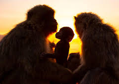 Seven Worlds, One Planet