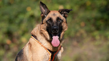 18:00: Tiere suchen ein Zuhause | WDR Fernsehen | 10/11 2026