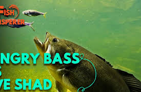 The Fish Whisperer: Hungry Bass Vs. Live Shad!