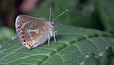 natur exclusiv