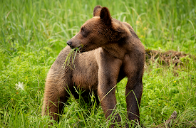 Growing Up Animal: A Baby Grizzly's Story