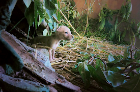 Dyreredning i jungelen: Hjemkomst