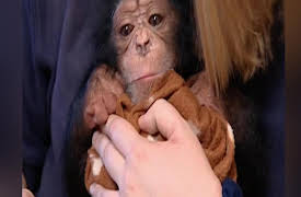 Monkey Life: Monkey Life   2