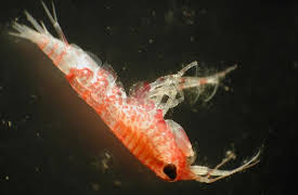 Oceanography: Exploring Earth's Final Wilderness: Marine Life, Energy, and Food Webs