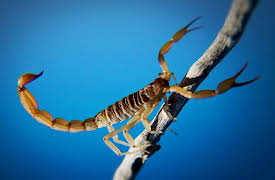 Monsters Inside Me: An Amoeba is Eating My Brain