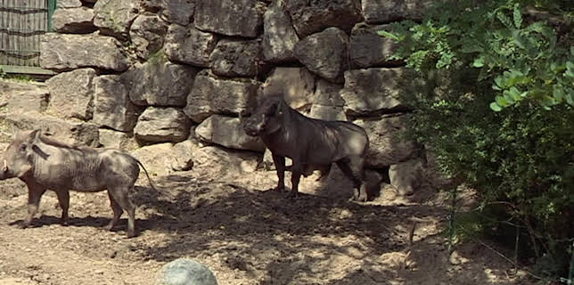 05:50: Giraffe, Erdmännchen & Co. (196) | HR Fernsehen | 3/18 2026