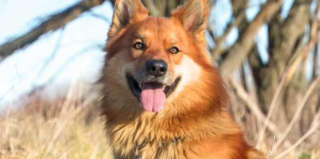 02:50: Tierisch tierisch | MDR Fernsehen | 1/17 2026