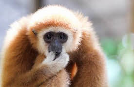 72 animales peligrosos: Asia: Episode 9