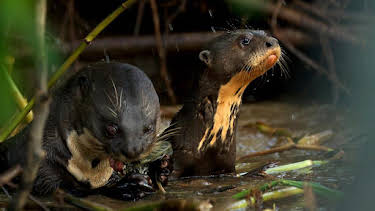 4:15 PM: Wild Brazil | BBC Two | 7/23 2026
