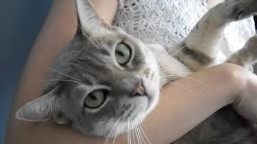 17:00: Dogs 101 (S3 E11) (S3) | Animal Planet | 12/24 2025