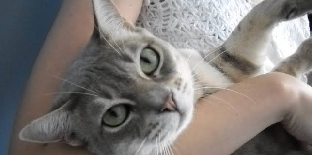 16:00: Dogs 101 (S3 E11) (S3) | Animal Planet | 12/24 2025