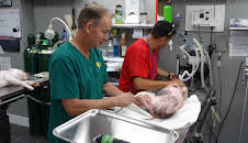 Dyrlegen i Rocky Mountain (S3 E5)