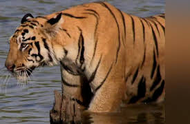 Discovery Presents Season 1: Tigress Blood