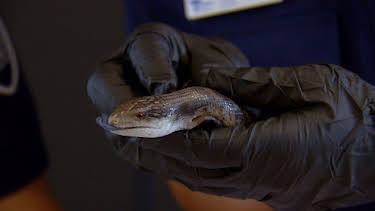 09:40: Border Patrol Australia | ProSieben Maxx | 4/10 2026