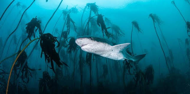 21:00: Der Kelpwald - Südafrikas geheimnisvolle Unterwasserwelt | HR Fernsehen | 1/8 2026