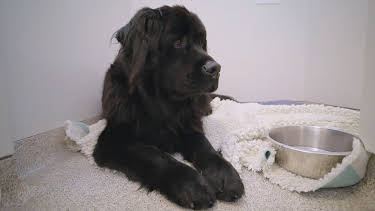 5:00 PM: The Supervet: Noel Fitzpatrick (S3 E8) (S3) | W | 4/10 2026