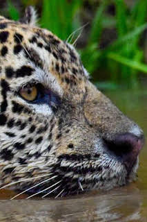 07:30: La ruta del oro con Parker Schnabel: El Santo Grial de roca dura | Discovery | 6/8 2026