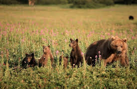 Animal Armory Season 1: Teeth Claws