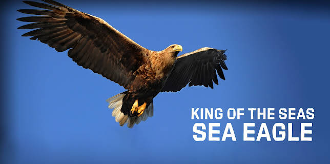 King of the Seas - Sea Eagle (2015)