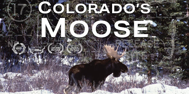 Colorado's Moose (2019)