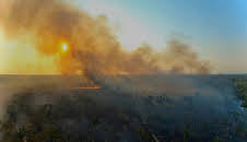 Bedrohter Amazonas - Warum die grüne Lunge stirbt