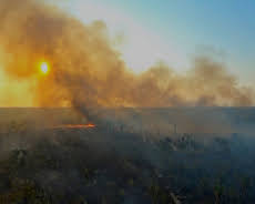 Bedrohter Amazonas - Warum die grüne Lunge stirbt