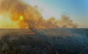 Bedrohter Amazonas - Warum die grüne Lunge stirbt